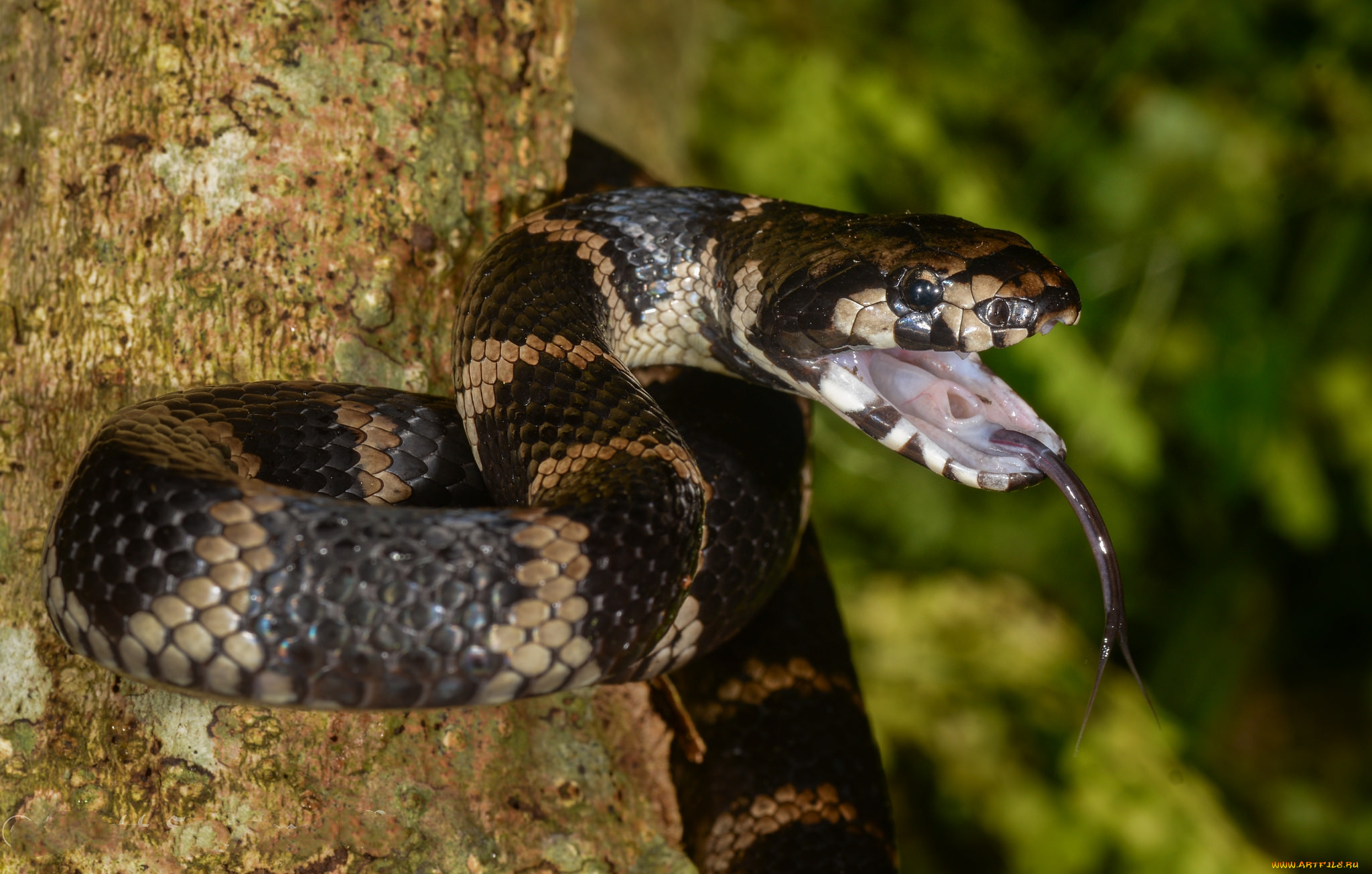 stephen`s banded snake, , ,  ,  , 